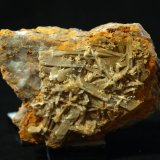 Celestina
6.5 x 4.5 cm
(Autor: Pedro Antonio)
