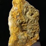 Celestina
7 x 4.5 cm
(Autor: Pedro Antonio)