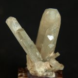 Celestina
3.5 x 2.5 cm
(Autor: Pedro Antonio)