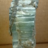 Celestina
7 x 3.5 cm
(Autor: Pedro Antonio)