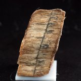 Celestina
6.5 x 3 cm
(Autor: Pedro Antonio)