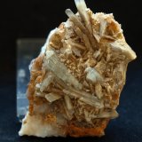 Celestina
5.5 x 4 cm
(Autor: Pedro Antonio)