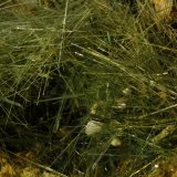 Actinolita (variedad byssolita / bisolita)
8 mm
(Autor: Jorgina-Agusti-Màrius)