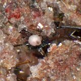 Tridimita, Armalcolita-Pseudobrookia (Serie), Enstatita, Fluoroflogopita, Sanidina
Campo de visión 10 mm.
(Autor: Antonio P. López)