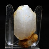 Celestina
5 x 2.5 cm
(Autor: Pedro Antonio)