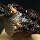 Celestina
7 x 5 cm
(Autor: Pedro Antonio)