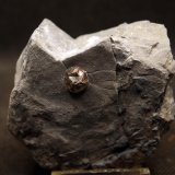 Pirita
6 x 5.5 cm
(Autor: Pedro Antonio)