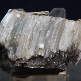 Celestina
6 x 3 cm
(Autor: Pedro Antonio)