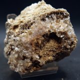 Celestina
7 x 7 cm
(Autor: Pedro Antonio)