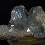 Celestina
7.5 x 4 cm
(Autor: Pedro Antonio)