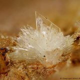 Montgomeryita
2 mm
(Autor: Jorgina-Agusti-Màrius)