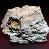Aragonito
10 x 8 cm.
(Autor: Antonio P. López)