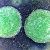 Aurichalcita (Auricalcita)
Campo de visión 6 mm.
(Autor: Antonio P. López)