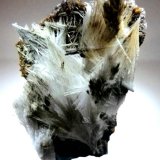 Celestina.
60x35 mm.
(Autor: Jesus Franquesa Baucells)