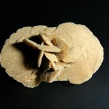 Yeso
6 x 5 cm.
(Autor: Antonio P. López)