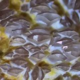 (Autor: Cristalino)