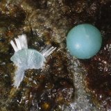 Dundasita
Esfera 1 mm
(Autor: Jorgina-Agusti-Màrius)