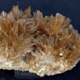 Celestina
13 x 7.5 cm
(Autor: Pedro Antonio)