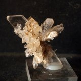 Yeso
7 x 4 cm
(Autor: Pedro Antonio)