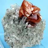 Scheelita, cuarzo
60 mm x 50 mm x 27 mm. Agregado de cristales de scheelita: 35 mm
(Autor: Carles Millan)