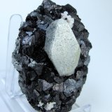 Scheelita, magnetita
67 mm x 56 mm. Scheelita: 30.0 mm de altura
(Autor: Carles Millan)