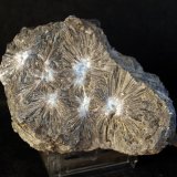 Celestina
7.5 x 5.5 cm
(Autor: Pedro Antonio)
