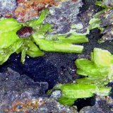 Autunita
Campo de visión 1 cm.
(Autor: Antonio P. López)