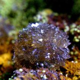 Leucofosfita
Cristal de 3 mm.
(Autor: Antonio P. López)