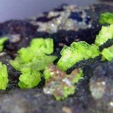 Autunita
Campo de visión 10 mm.
(Autor: Antonio P. López)