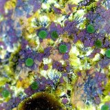 Calcosiderita
Campo de visión 3,5 mm.
(Autor: Antonio P. López)