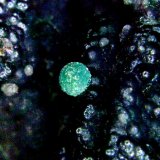 Reichenbachita
Campo de visión 4 mm.
(Autor: Antonio P. López)