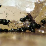 Pseudomalaquita, Goethita, Cuarzo
Campo de visión 2 mm.
(Autor: Antonio P. López)