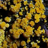 Mimetita
Campo de visión 3,5 cm.
(Autor: Antonio P. López)