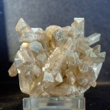 Celestina
6.5 x 5.5 cm
(Autor: Pedro Antonio)