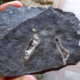 Philipsita
Geodas de 3 cm.
(Autor: Cristalino)