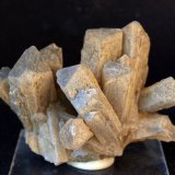 Celestina
7.5 x 5.5 cm
(Autor: Pedro Antonio)