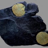 Pirita
19,2 X 13,5 cm.
(Autor: Xavier bordas)