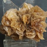 Yeso
6 x 4.5 cm
(Autor: Pedro Antonio)