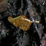 Oro
Cristal de 1,1 mm.
(Autor: Nacho)
