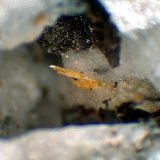 Madeiraíta
Grupo de cristales de 1 mm.
(Autor: Antonio P. López)