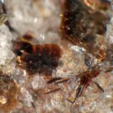 Fluoroflogopita, Armalcolita-Pseudobrookita (Serie)
Cristal de 2 mm.
(Autor: Antonio P. López)
