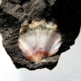 Thomsonita-Ca
Nódulo de 2 cm.
(Autor: Antonio P. López)