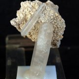 Celestina
5 x 3.5 cm
(Autor: Pedro Antonio)