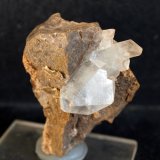 Celestina
5 x 4.5 cm
(Autor: Pedro Antonio)