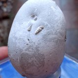Ópalo
3,5 x 3 cm.
(Autor: Cristalino)