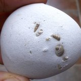 Ópalo
4 x 4,5 cm
(Autor: Cristalino)