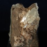 Celestina
5.5 x 3.5 cm
(Autor: Pedro Antonio)