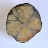Andalucita (variedad quiastolita)
3,5 x 2,5 cm
(Autor: Raúl S. Llorente)