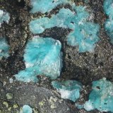 Devillina
Abanico más grande 0.5 mm
(Autor: Jorgina-Agusti-Màrius)