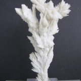 Barita
8 x 4.7 cm
(Autor: Diego Navarro)